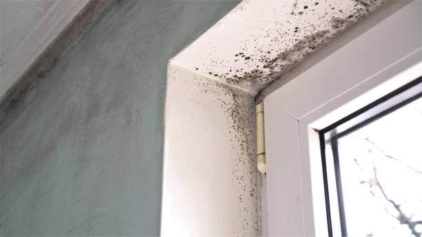 Prairie Ridge, WA Mold Remediation Company