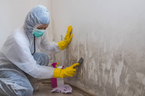 Best Attic Mold Remediation in Prairie Ridge, WA