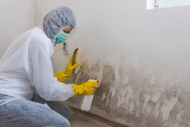 Best DIY Mold Remediation Support Services in Prairie Ridge, WA