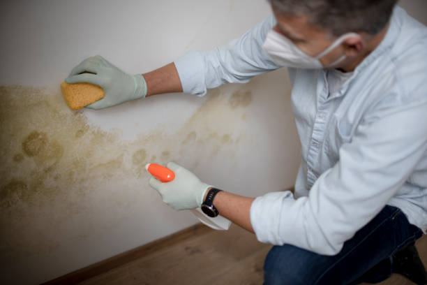 Best Commercial Mold Remediation in Prairie Ridge, WA