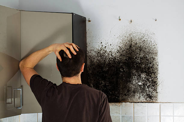 Best HVAC Mold Remediation in Prairie Ridge, WA
