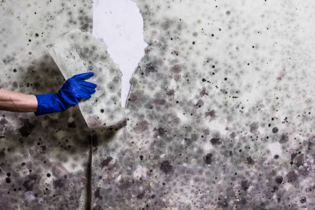 Best Emergency Mold Remediation in Prairie Ridge, WA